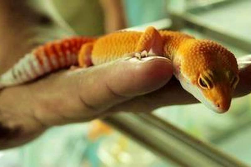 beli aquarium reptil, beli gex reptil, beli reptil, beli reptil gecko, beli reptil jogja, beli reptil murah, beli terarium reptil, dimana beli reptil, hukum jual beli hewan reptil, hukum jual beli reptil dalam islam, jual beli aquarium reptil, jual beli gex reptil, jual beli hewan reptil bandung, jual beli hewan reptil bekasi, jual beli hewan reptil online, jual beli reptil, jual beli reptil bali, jual beli reptil bandar lampung, jual beli reptil bandung, jual beli reptil banjarmasin, jual beli reptil bekasi, jual beli reptil blitar, jual beli reptil bogor, jual beli reptil ciputat timur, jual beli reptil depok, jual beli reptil facebook, jual beli reptil jakarta, jual beli reptil jakarta facebook, jual beli reptil jakarta timur, jual beli reptil jogja, jual beli reptil jogja facebook, jual beli reptil kadal, jual beli reptil kediri, jual beli reptil magelang, jual beli reptil makassar, jual beli reptil malang, jual beli reptil palembang, jual beli reptil purwakarta, jual beli reptil purwokerto, jual beli reptil samarinda, jual beli reptil semarang, jual beli reptil sidoarjo, jual beli reptil surabaya, jual beli reptil tangerang, jual beli reptil tegu, jual beli reptil ular, jual beli reptil yogyakarta, jual beli reptile solo, tempat beli binatang reptil, tempat beli reptil di jakarta, tempat beli reptil medan, tempat jual beli reptil di bandung, tempat jual beli reptil di jakarta,