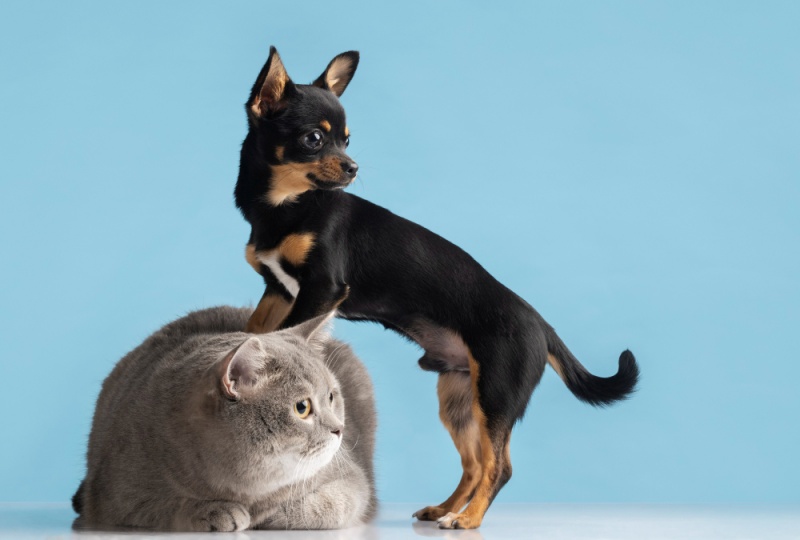 Sejarah Anjing dan Kucing, Inilah Alasan Sering Bermusuhan